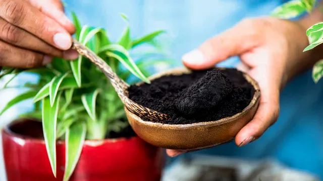 De ce să pui zaț de cafea în ghiveciul plantelor. Metoda e genială, nu vei mai renunța la ea