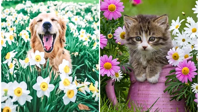 Plante toxice pentru pisici și câini. Ce e bine să eviți, pot fi periculoase pentru animalul tău de companie