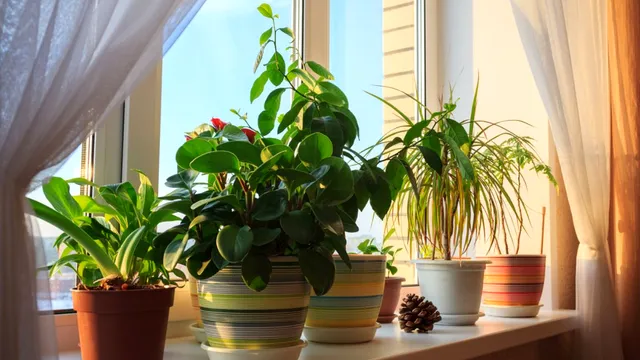 Plantele care atrag sporul și banii în casă. Trebuie să le ai mereu la ferestre