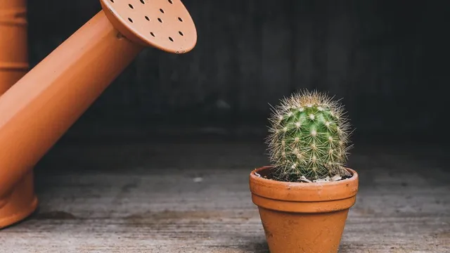 Ce se întâmplă, de fapt, când dormi cu un cactus în cameră. Sigur nu te-ai fi gândit la asta