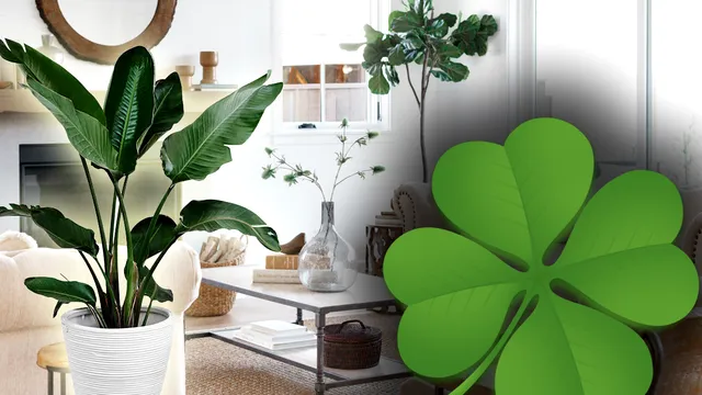 7 plante care atrag abundența în viața ta. Trebuie să le ai în casă, pentru noroc și prosperitate, conform specialiștilor Feng Shui