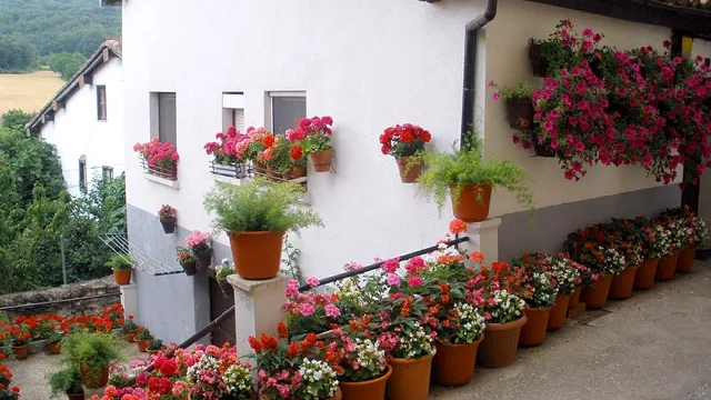 Plantele care te apără de blesteme. Sunt ideale în orice locuință, trebuie să le ai