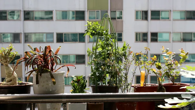 Planta care aduce noroc la bani. Locul ideal din casă unde e bine să o așezi