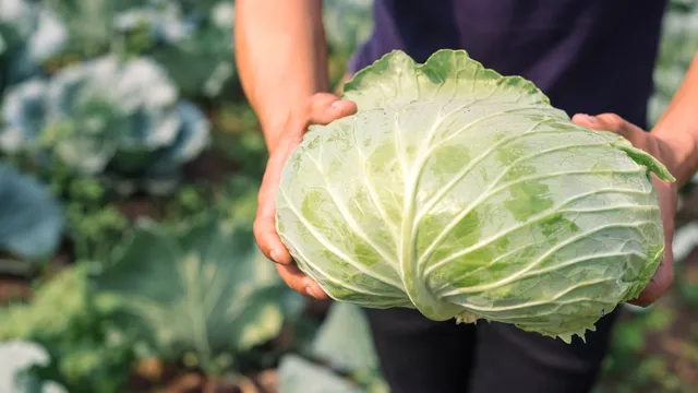Cea mai bună varză pentru sarmale. Secretul care te ajută să faci alegerea perfectă, cum trebuie să fie frunzele ei de fapt