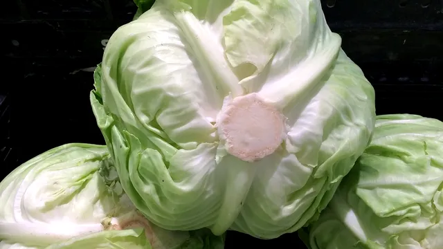 Ce trebuie să faci cu varza murată la doar o zi de când ai pus-o în butoi. Se va mura mai repede și nici nu va mai face floare