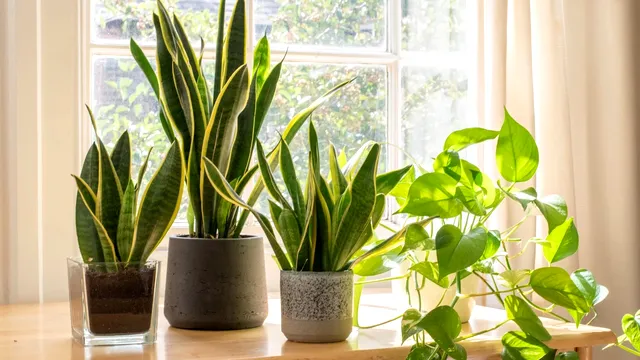 Planta magică pe care e bine să o ai în casă. Atrage banii și norocul, dar are și alte beneficii uimitoare