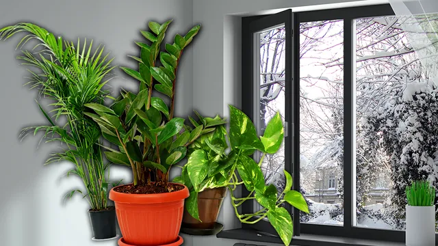 Locul din casă unde e bine să așezi plantele iarna. Detaliul de care e bine să ții cont, așa se îngrijesc corect