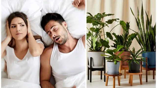 Planta care te scapă de sforăit. Trebuie să o ai mereu în dormitorul tău