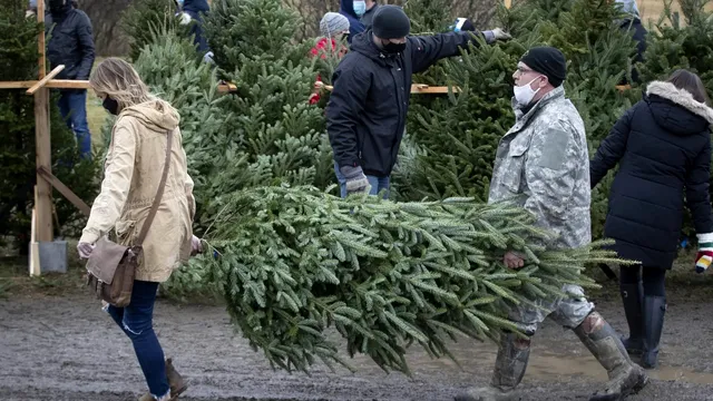 Unde trebuie să arunci bradul. Greșeala uriașă care îți poate aduce o amendă usturătoare