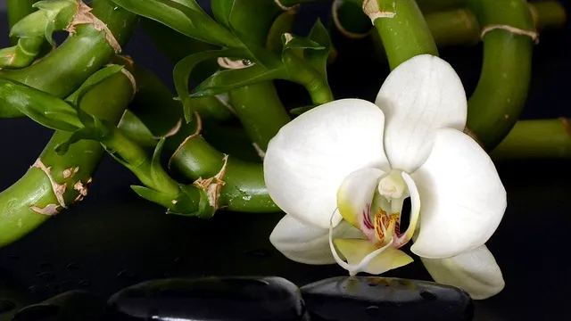 Planta care îți aduce noroc în bani și dragoste. Locul din casă unde e bine să o așezi