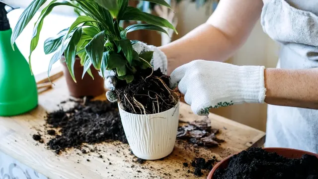 Amestecul pe care trebuie să îl pui în ghivecele plantelor ca să reziste iarna. Așa nu se vor mai ofili