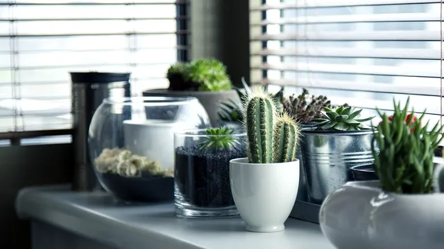 De ce să nu pui niciodată cactuși la intrarea în casă. Motivul surprinzător