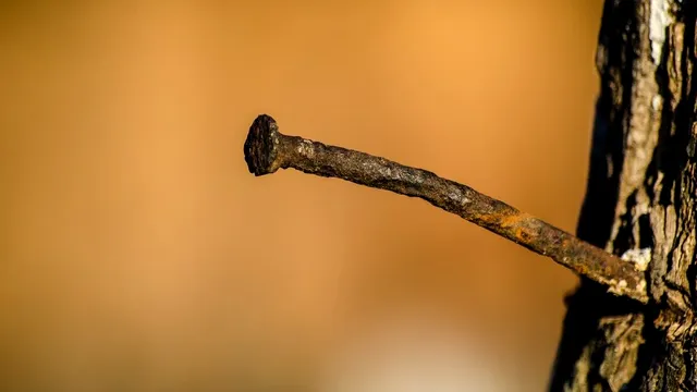 De ce bunicii băteau cuie ruginite în pomii fructiferi. Efectul nebănuit, vei regreta că nu ai știut