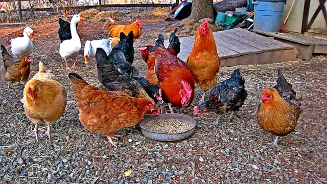 La ce distanță poți crește animale față de gardul vecinilor. Legea este clară