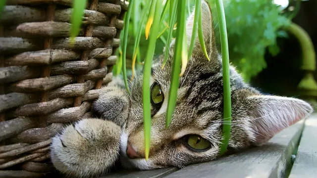 Plante care sunt toxice pentru pisici. Ce e important să știi, dacă ai feline acasă