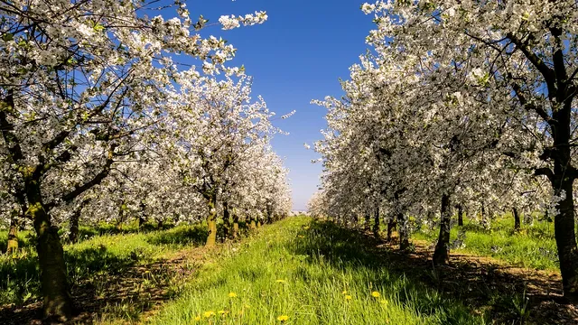 Cu ce se stropesc pomii fructiferi primăvara. Sfaturi și recomandări prețioase