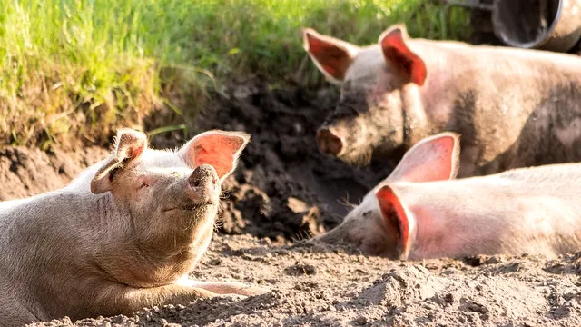 Câți porci ai voie să crești în curte. Numărul maxim prevăzut de lege. Amendă până la 15.000 de lei