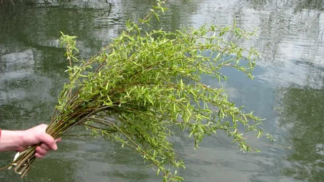 Ce semnificație are salcia de Florii. Cum e bine să folosești ramurile de salcie, de fapt