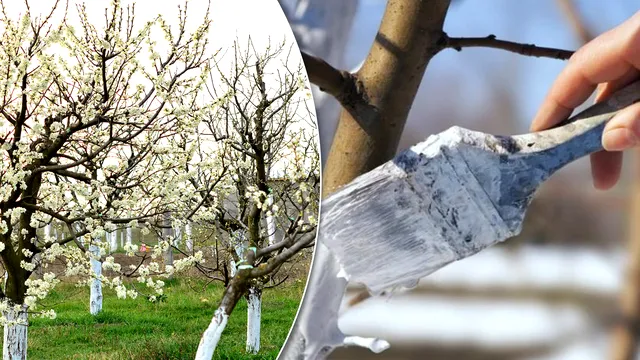 De ce se vopsesc pomii cu var, de fapt. Motivul pentru care românii obișnuiesc să facă asta primăvara