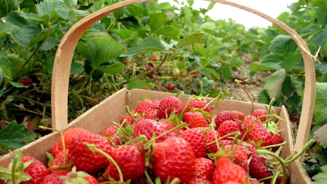 Ce nu se plantează lângă căpșuni. Riști să strici recolta