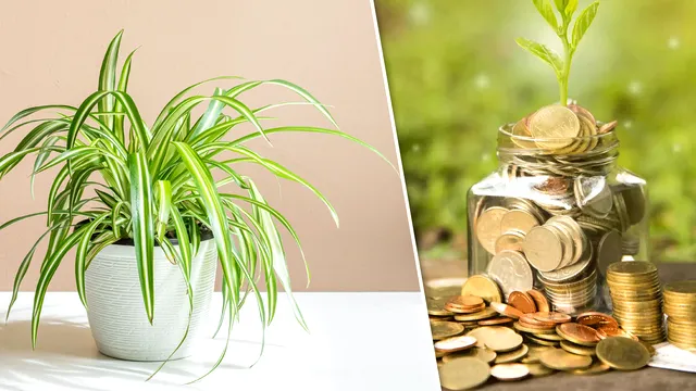 Planta banilor. Cum se îngrijește și unde e bine să o așezi în casă. Atrage abundența și norocul
