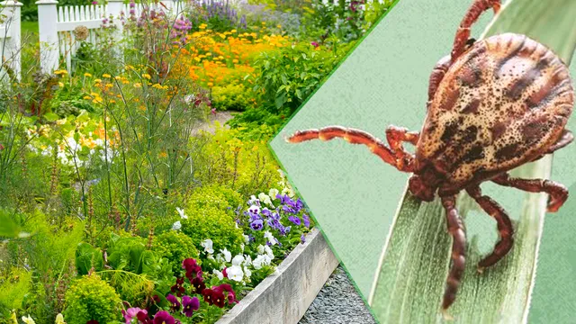 Plante care țin căpușele la distanță de curtea ta. Sunt de mare ajutor, te vor scăpa de această problemă