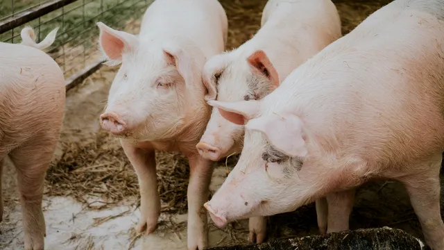 Regula celor 5 porci nu se mai aplică. Câte animale au voie românii să crească în curte