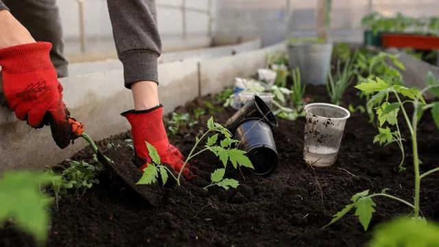 Cu ce trebuie să stropești roșiile și castraveții ca să ai o recoltă bogată. E trucul anului, vei regreta că nu ai știut asta până acum