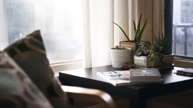 Plante care aduc noroc. Ce e bine să ții în apartamentul tău, atrag banii și prosperitatea