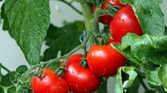 Ce să plantezi neapărat lângă roșii ca să obții o recoltă bogată. Așa făceau mereu bunicii ca să fie dulci și suculente