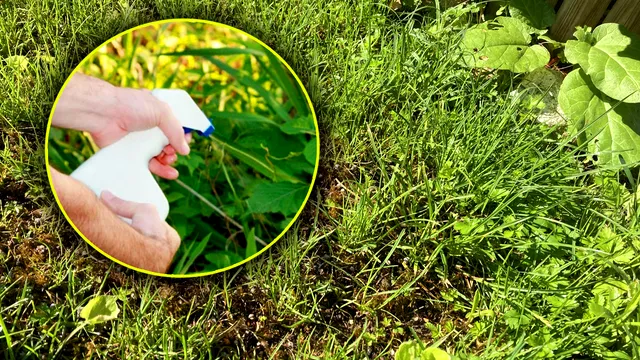 Cu ce stropeau bunicii în grădină pentru a elimina definitiv buruienile. Ingredientul banal pe care îl foloseau