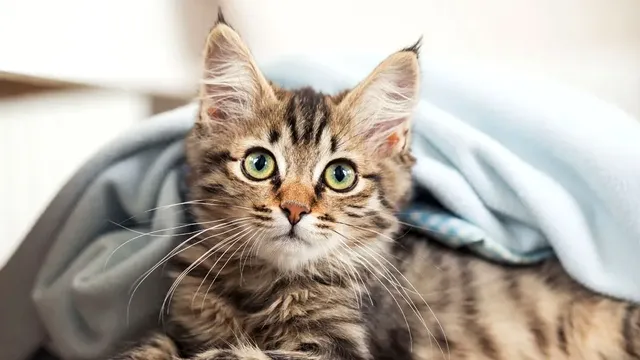 De ce strănută pisica. Ce trebuie să știi dacă felina ta se confruntă cu această situație. Cele mai frecvente cauze
