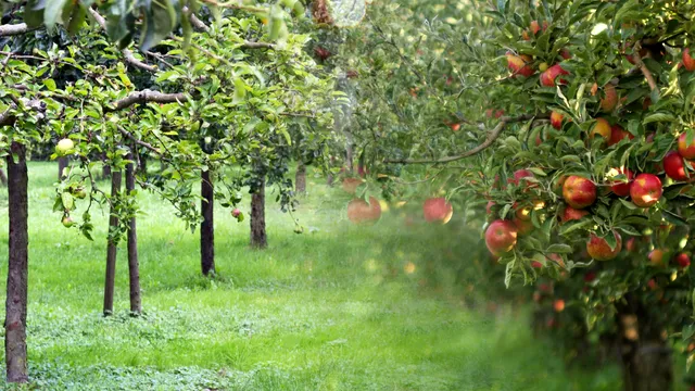 Ce se poate planta de fapt între pomii fructiferi. Secretul experților pentru o grădină bogată
