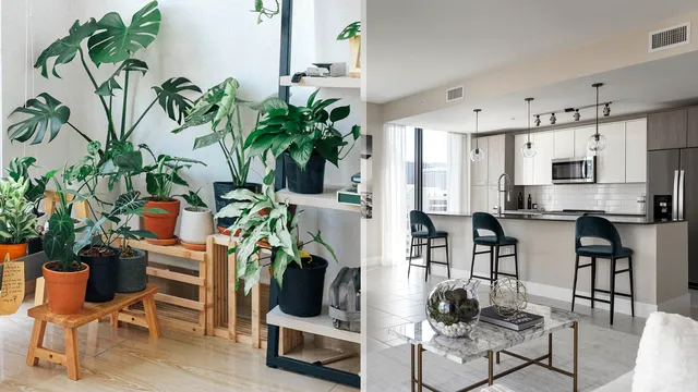 De ce ar trebui să ai cel puțin o plantă în casa ta. Există o semnificație mult mai importantă decât ți-ai fi imaginat