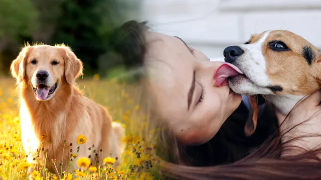 De ce își ling câinii stăpânii de fapt. Gestul ascunde un mesaj special