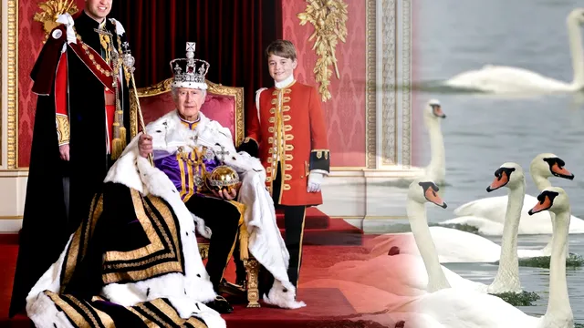 De ce regele Charles deține toate lebedele mute din Marea Britanie. Motivul nebănuit