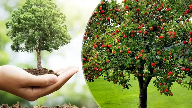 La ce adâncime se plantează de fapt pomii fructiferi. Regula de aur pe care trebuie să o știi