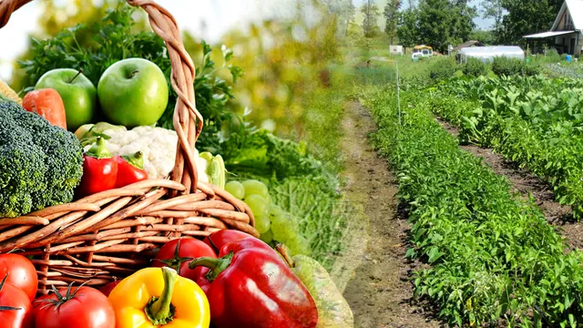 Legume care nu se plantează împreună. Riști să îți strici toată recolta dacă faci asta