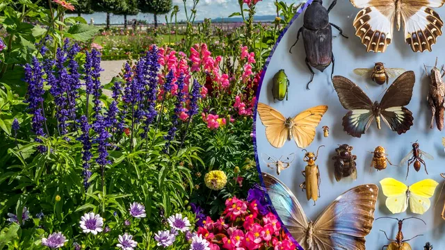 Planta care ține departe insectele de casa ta. Nu necesită îngrijire specială, este și foarte parfumată