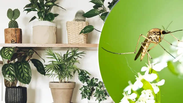 Plante care alungă țânțarii. Sunt perfecte pentru balcon sau grădină, îți vor fi un aliat de bază împotriva acestor insecte