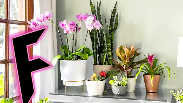 Plante cu litera f. Multe dintre ele sunt folosite în scopuri terapeutice