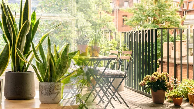 Plante de balcon care iubesc soarele. Sunt ușor de îngrijit și arată superb, toți vecinii te vor invidia