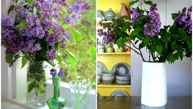 Trucul pentru ca florile de liliac să reziste mai mult timp în vază. Ce pun în apă cei mai iscusiți grădinari