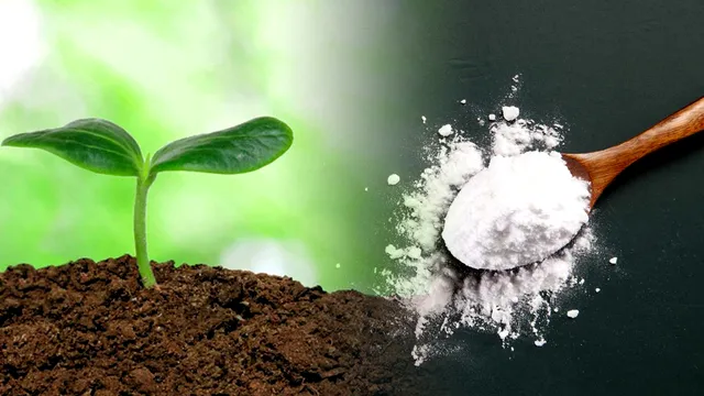 A presărat bicarbonat de sodiu în pământ, apoi a plantat trandafiri. Uimitor ce s-a întâmplat în câteva luni