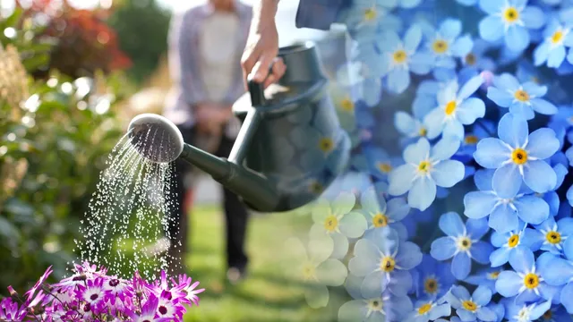 Cât de des să udă florile pe timp de vară. Greșeala pe care o fac mulți, așa se verifică de fapt dacă mai au nevoie de apă