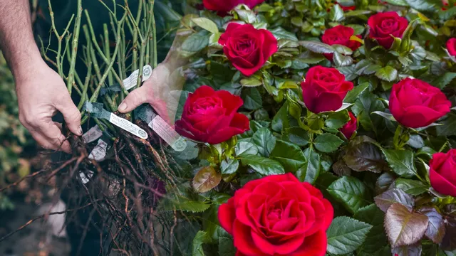 Ce să pui la rădăcina trandafirilor pentru a înflori de mai multe ori pe an. Trucul e extraordinar, secretul pentru o grădină superbă