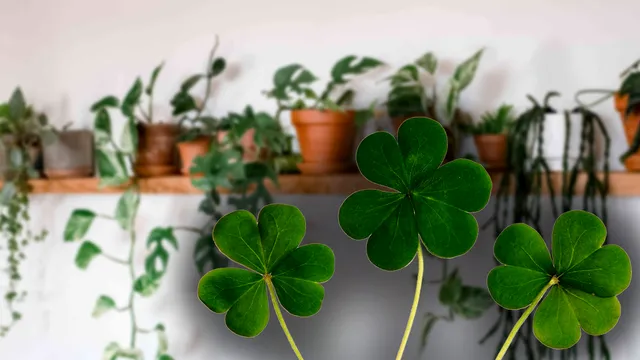 Plante care aduc fericire și bunăstare. Trebuie să le ai în casă, sunt considerate adevărate talismane norocoase