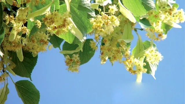 Cum se usucă corect florile de tei. Așa nu vor mucegăi și își vor păstra parfumul