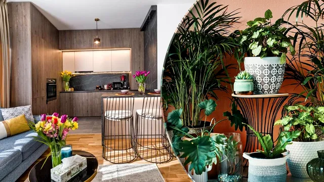 3 plante de interior care sunt ideale pentru orice locuință. Au nevoie de puțină lumină și îngrijire