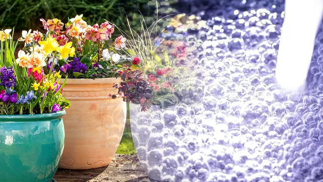 A pulverizat apă oxigenată pe plantele din ghiveci, iar efectele nu au întârziat să apară. Trucul uimitor care îți salveză florile din casă